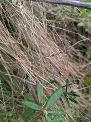Carex billingsii