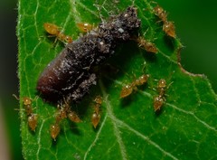 Crematogaster minutissima