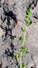 Patellifolia procumbens image