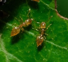 Crematogaster minutissima