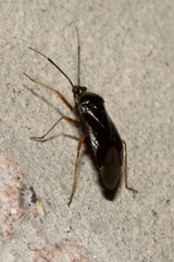 Capsus ater