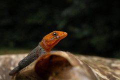 Gonatodes albogularis fuscus