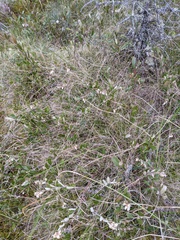 Carex billingsii