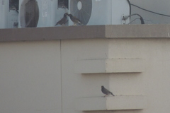 Acridotheres tristis