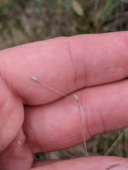Carex billingsii