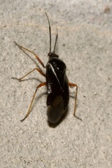 Capsus ater