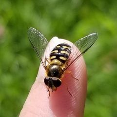Lapposyrphus