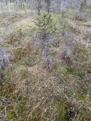 Carex billingsii