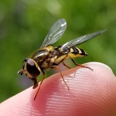 Lapposyrphus