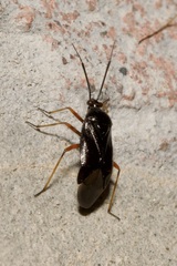 Capsus ater