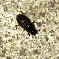 Labarrus cincticulus