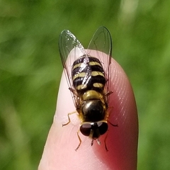 Lapposyrphus