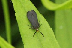 Dichomeris nonstrigella