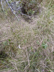 Carex billingsii