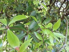 Pittosporum cornifolium