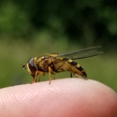 Lapposyrphus