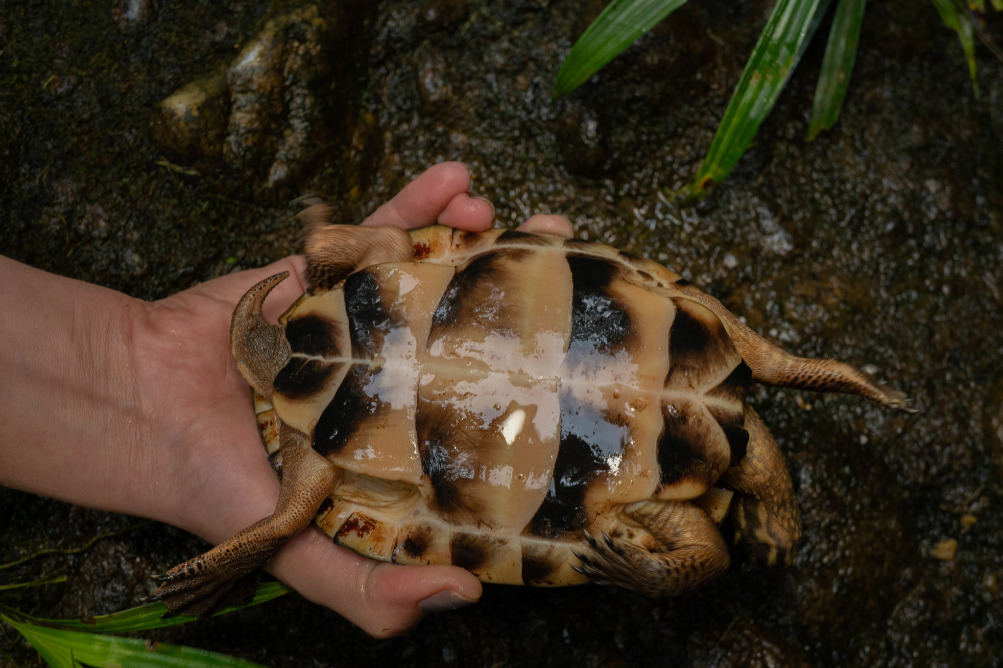 Large-nosed Wood Turtle (Rhinoclemmys nasuta) · iNaturalist