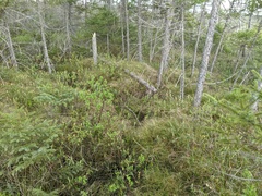 Carex billingsii