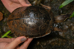 Rhinoclemmys nasuta