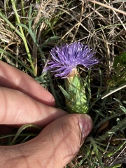 Carthamus mitissimus