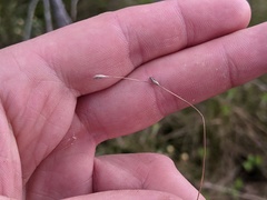 Carex billingsii
