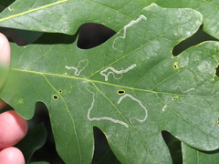 Stigmella saginella
