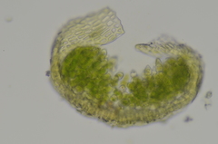 Aloina rigida