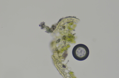 Aloina rigida