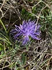 Carthamus mitissimus