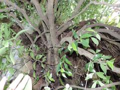 Pittosporum cornifolium