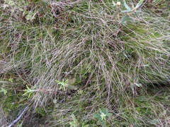 Carex billingsii