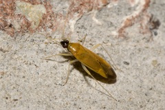 Phylus melanocephalus