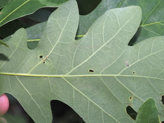 Stigmella saginella