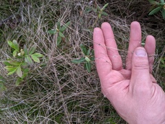 Carex billingsii