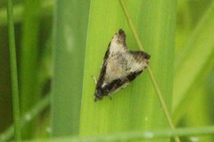 Olethreutes exoletum