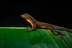 Anolis macrolepis