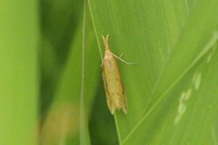 Donacaula melinellus