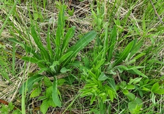 Campanula cervicaria