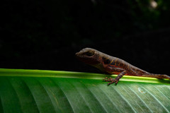 Anolis macrolepis