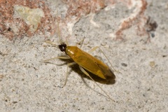 Phylus melanocephalus