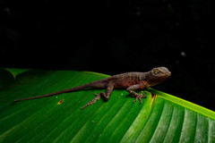 Anolis macrolepis