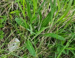Campanula cervicaria
