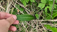 Campanula cervicaria