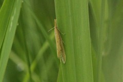 Donacaula melinellus