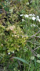 Asparagus asparagoides image