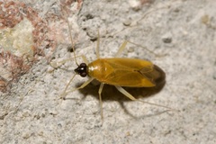 Phylus melanocephalus