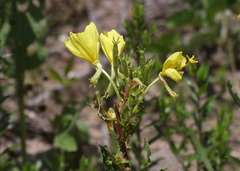 Oenothera heterophylla
