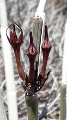 Ceropegia fusca image