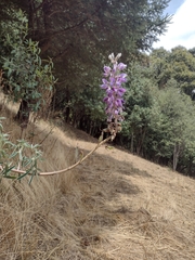 Lupinus montanus