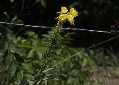 Oenothera heterophylla